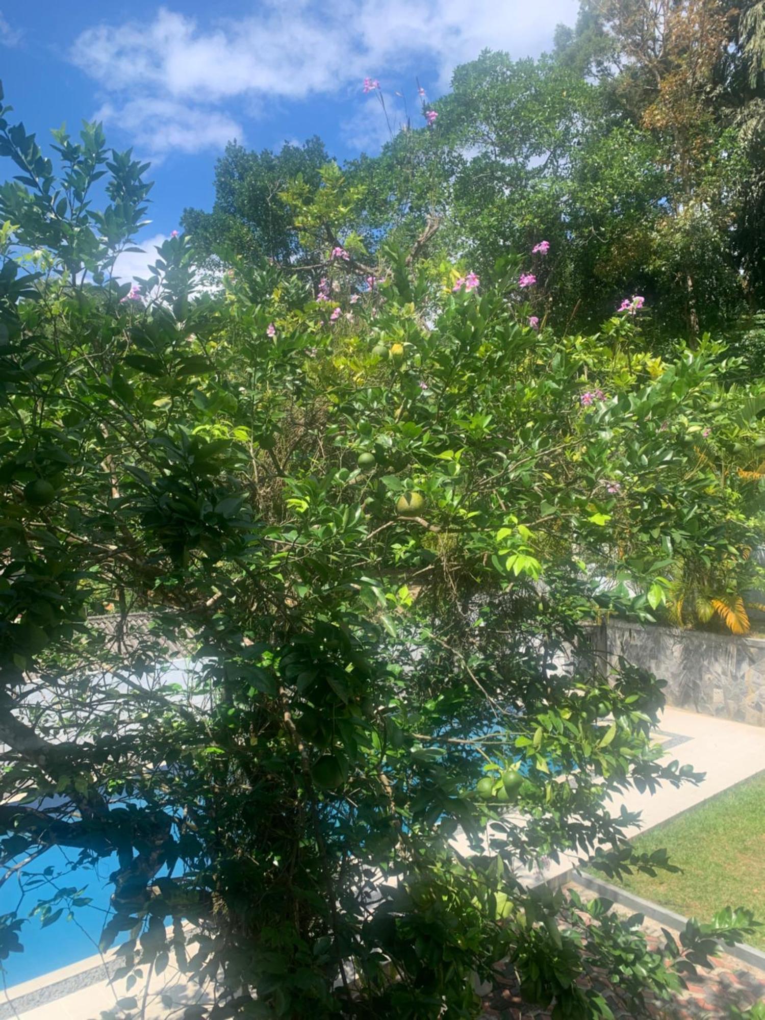 Healand Holiday Bungalow And Restaurant Deniyaya Dış mekan fotoğraf